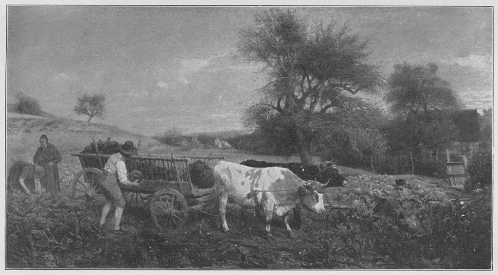 Raccolta del cavolo